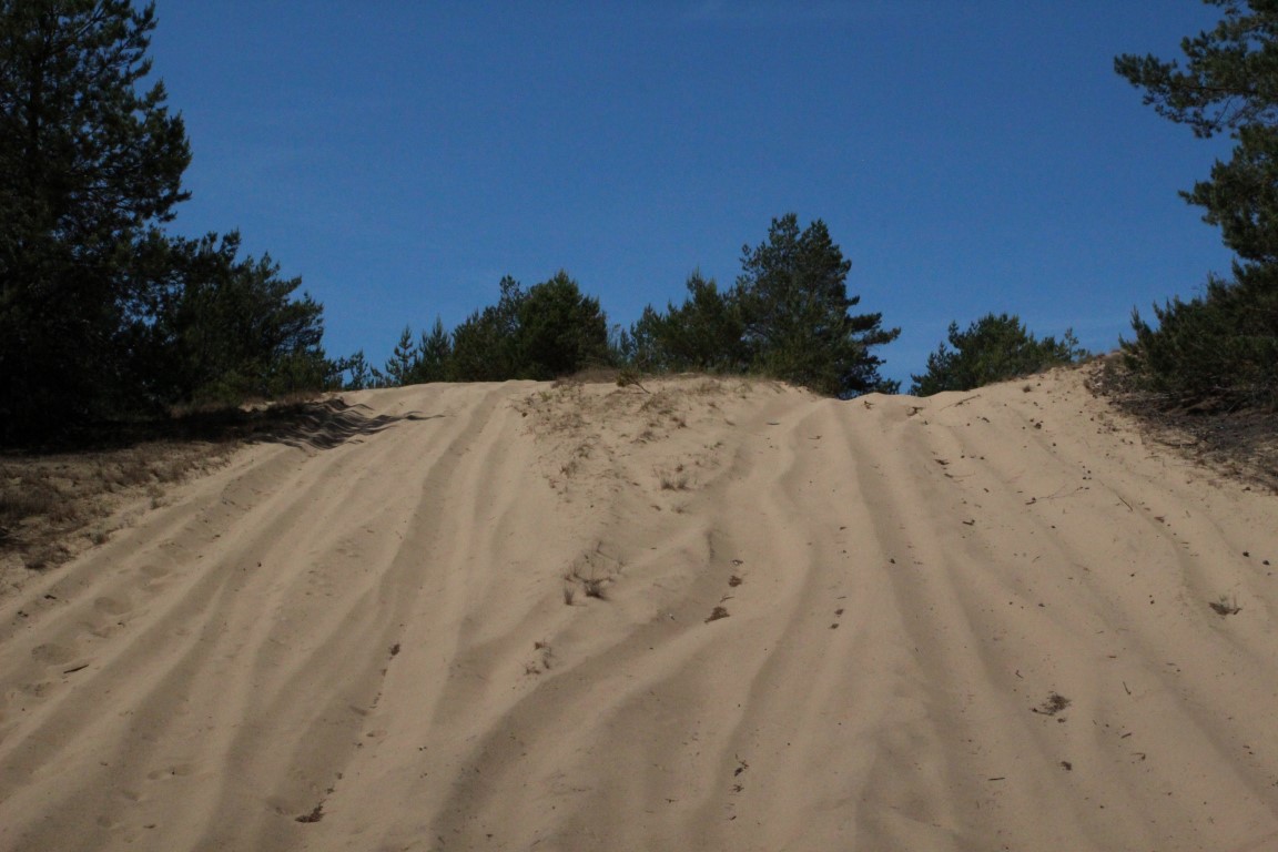 Wydmy w Puszczy